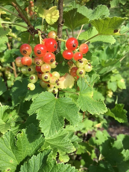 Current state of the Currants